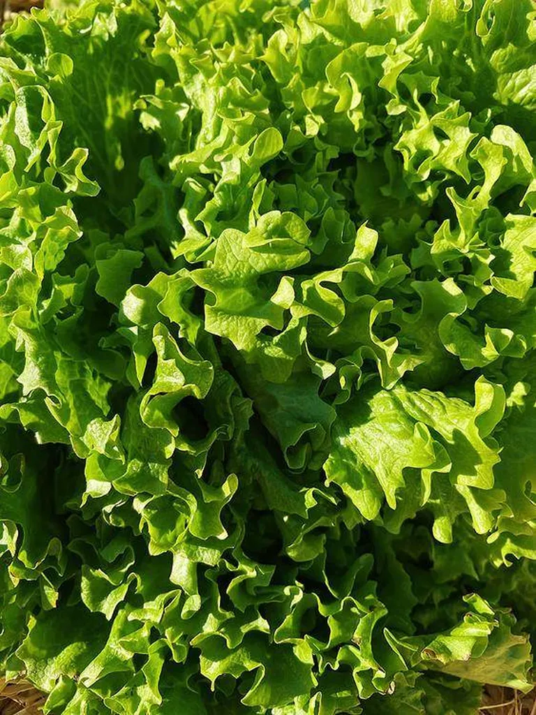 Livraison  de Salade Batavia produite en provence en point relais Colis à Marseille