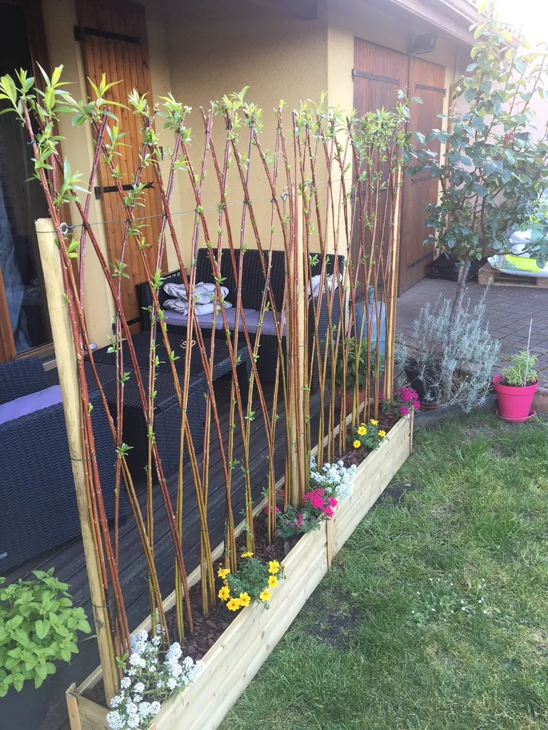 Création de brise vue avec osier vivant dans les Landes