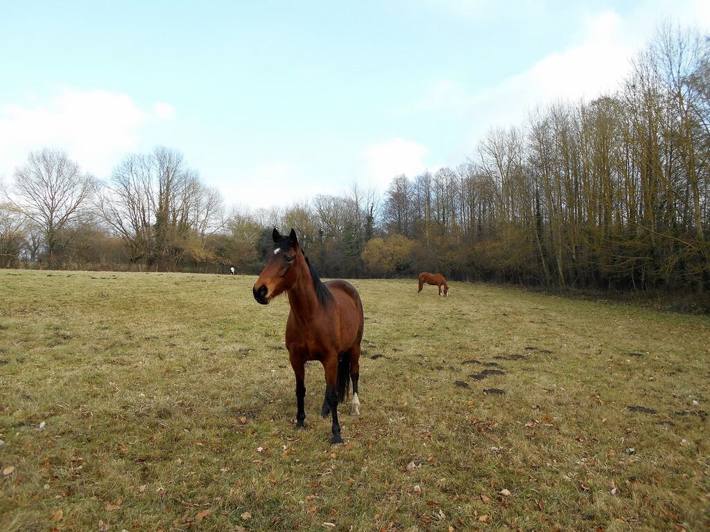 Propriété équestres, agricoles ou herbagère dans le Calvados 14