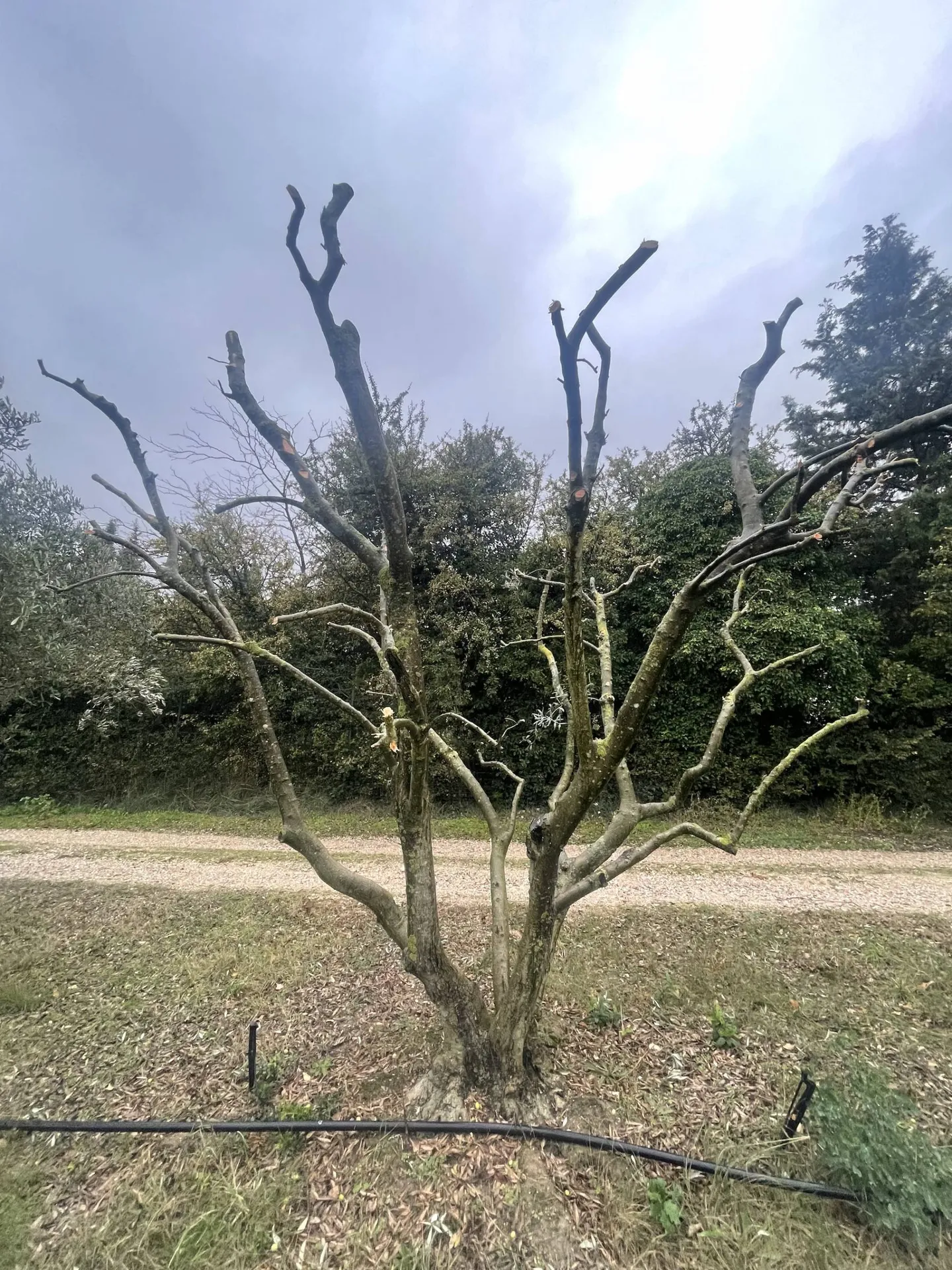 Jardinier expert pour l'entretien et la taille de vos végétaux à Saint-Rémy-de-Provence, 13210, assurant des espaces extérieurs soignés dans les Alpilles
