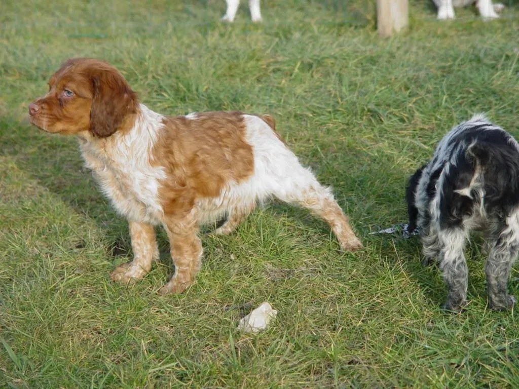 chiens EPAGNEUL BRETON inscrit au LOF dans le VAUCLUSE