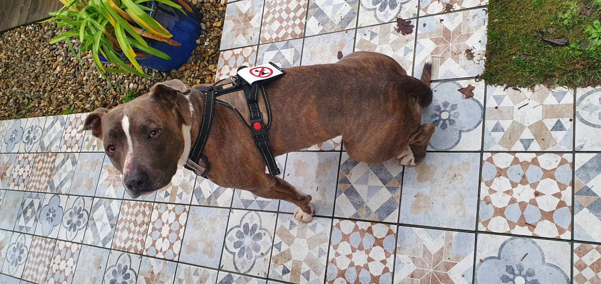 permis de chien catégorisé pessac