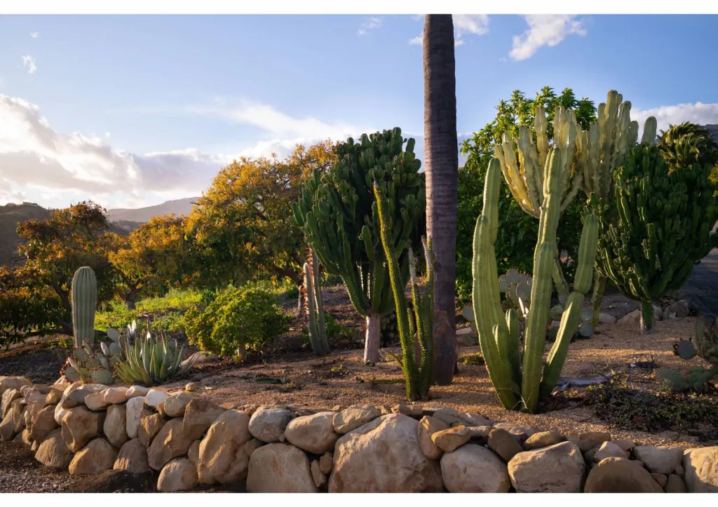 Création de jardin sec sans arrosage à Gordes