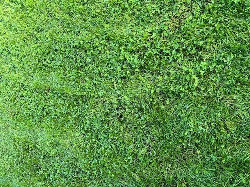 Planter un gazon avec du micro-trèfle à Mezos