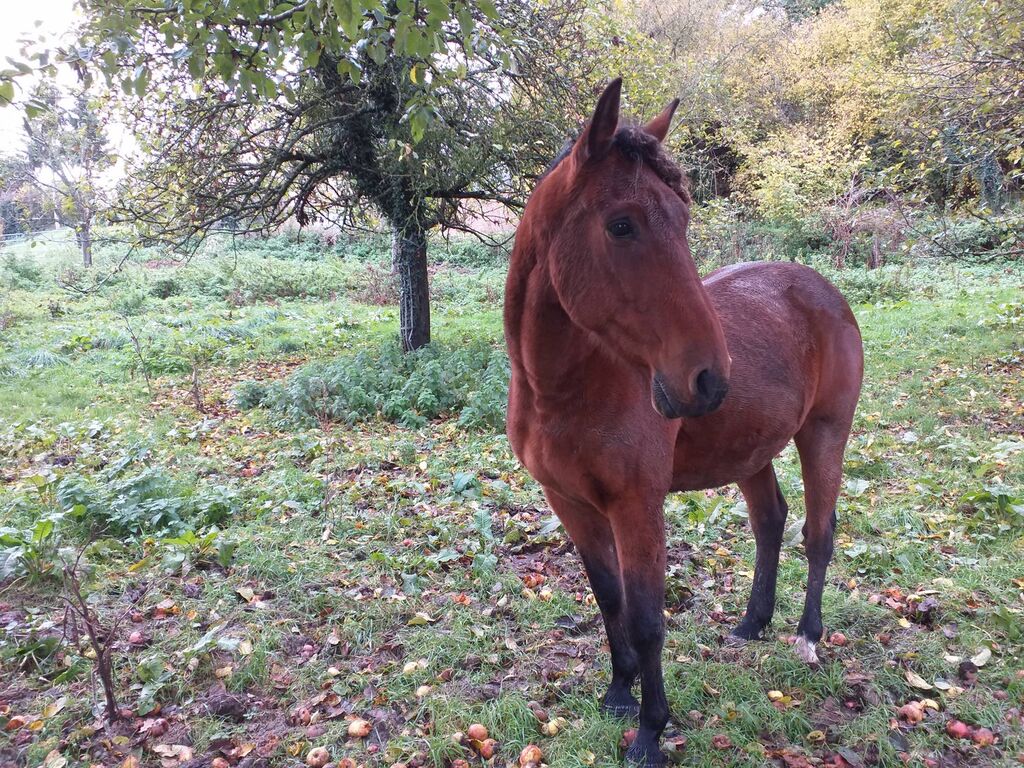 A vendre, manoir du XVII ème siècle avec hectares, secteur Lisieux, Calvados 14.