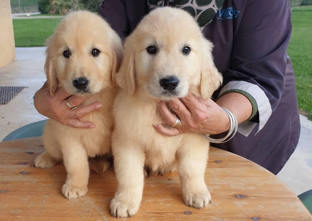 Elevage de chiots Golden couleur sable à Avignon