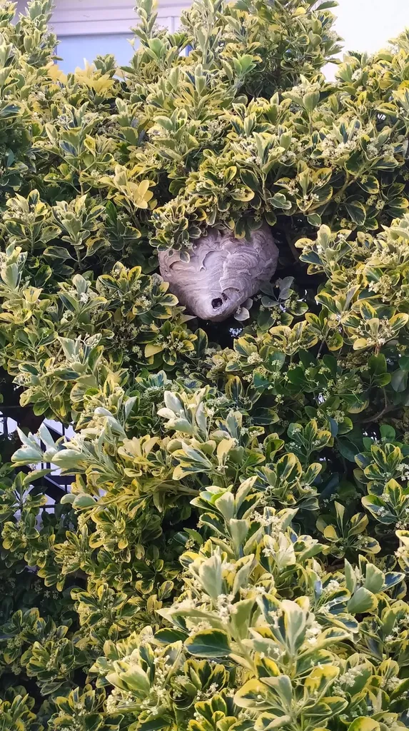 Traitement nid de frelons dans la haie d’une propriété sur la commune de Gardanne dans les Bouches-du-Rhône