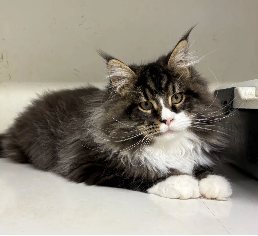 Chaton Maine Coon mâle AMOR disponible à l’élevage du Palais des Papes