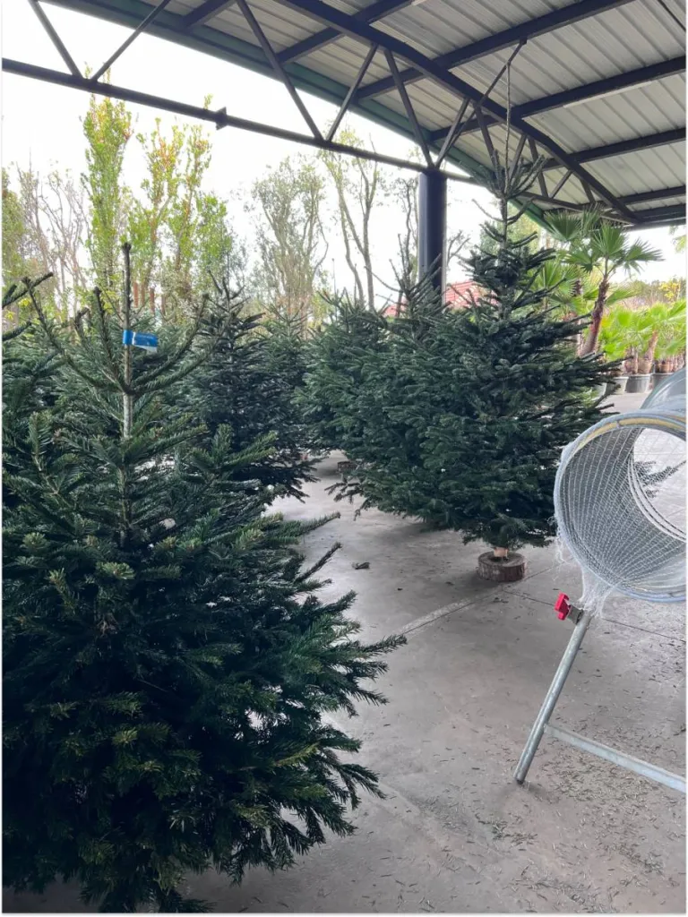 SAPIN DE NOEL (Décembre 2024)