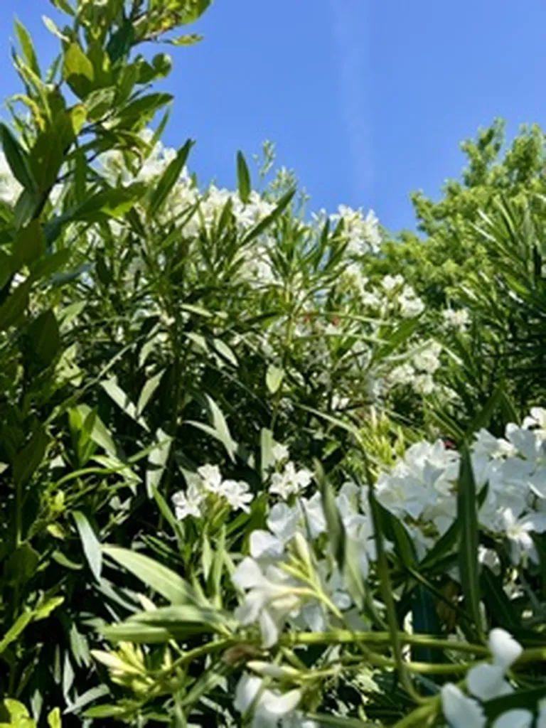 5 PLANTES PARFAITES POUR SUPPORTER LA CHALEUR SUR LE BASSIN D'ARCACHON