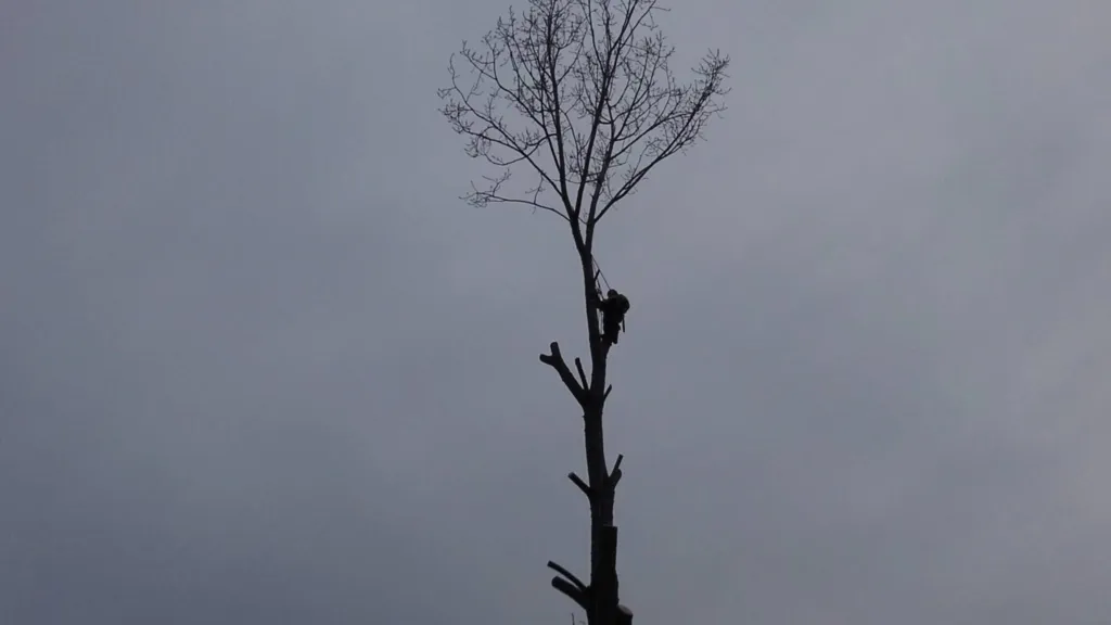 societe elagage pour arbres dangereux