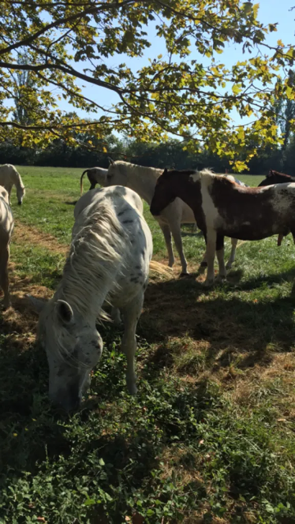 balade a cheval en camargue