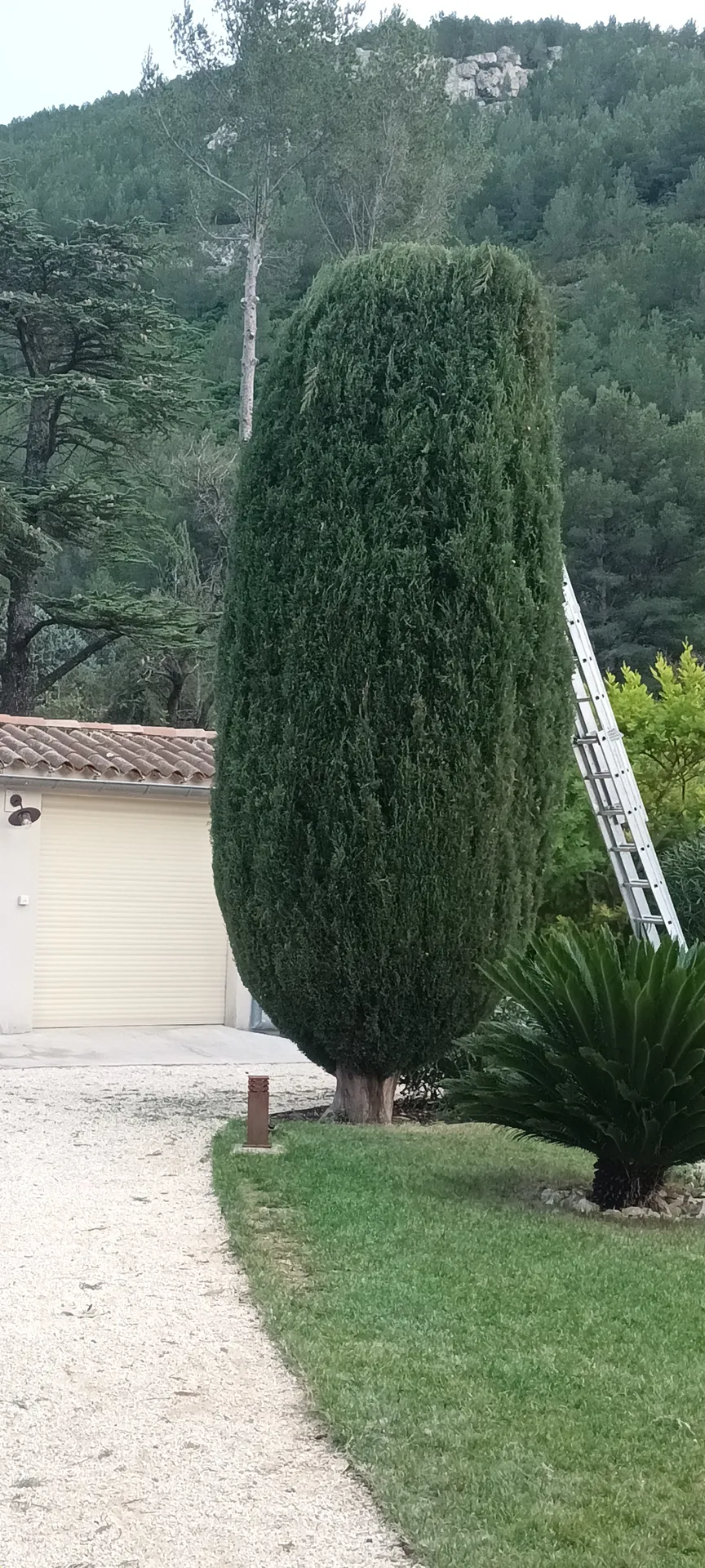 Taille d'un jardin à vaufreges 9ème à Marseille. 