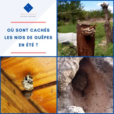 Ou sont cachés les nids de guêpes