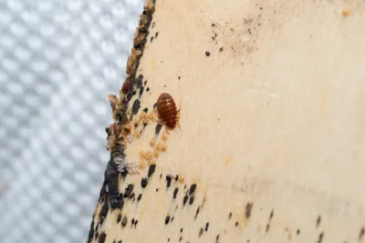 Comment identifier les signes précoces d’une infestation de punaises de lit dans une chambre d’hôtel à Paris ?