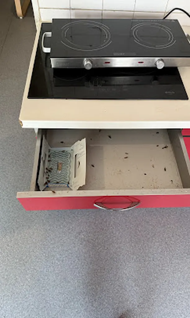 Meilleur produit professionnel pour un traitement cafard à Toulouse