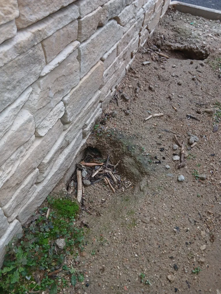 Dératisation copropriété à Istres 13800