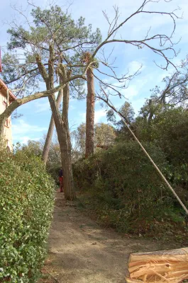 ELAGAGE DES ARBRES BASSIN D'ARCACHON