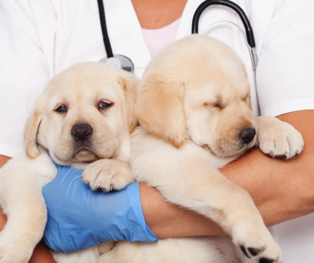 QUOI CHOISIR ENTRE PUCE OU TATOUAGE POUR MON ANIMAL | CONSEILS DU CABINET LES PATTOUNES A TOULON