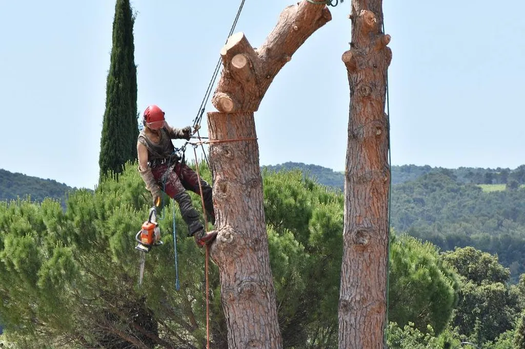 Élagage et abattage des arbres a Eysines