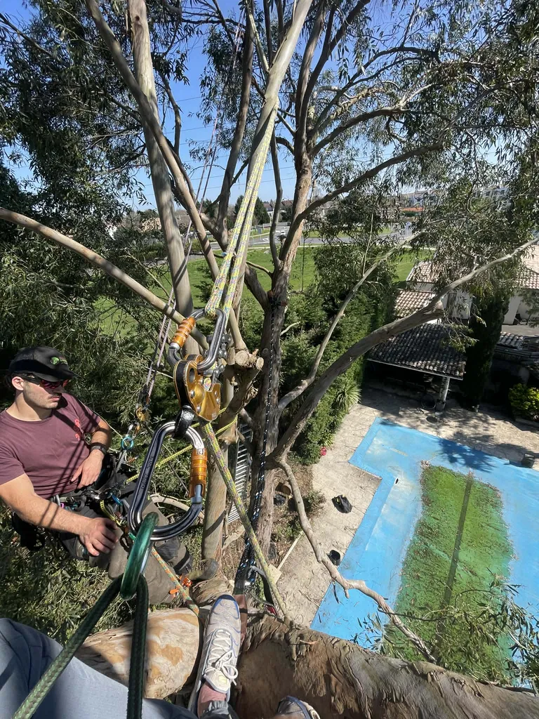 Haubanage par élagage et paysage