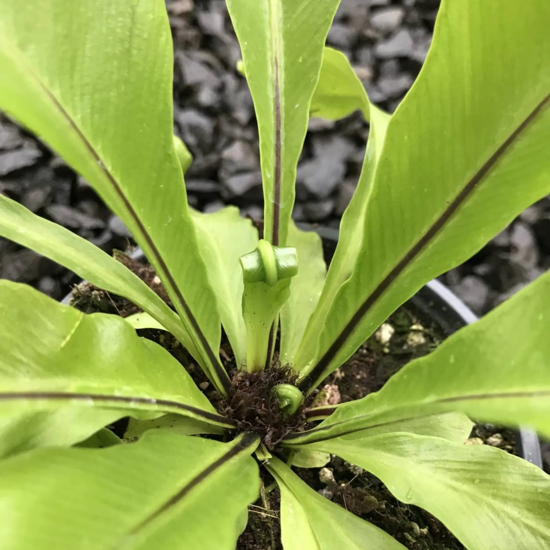 Asplenium nidus fougères plantes d'ombres