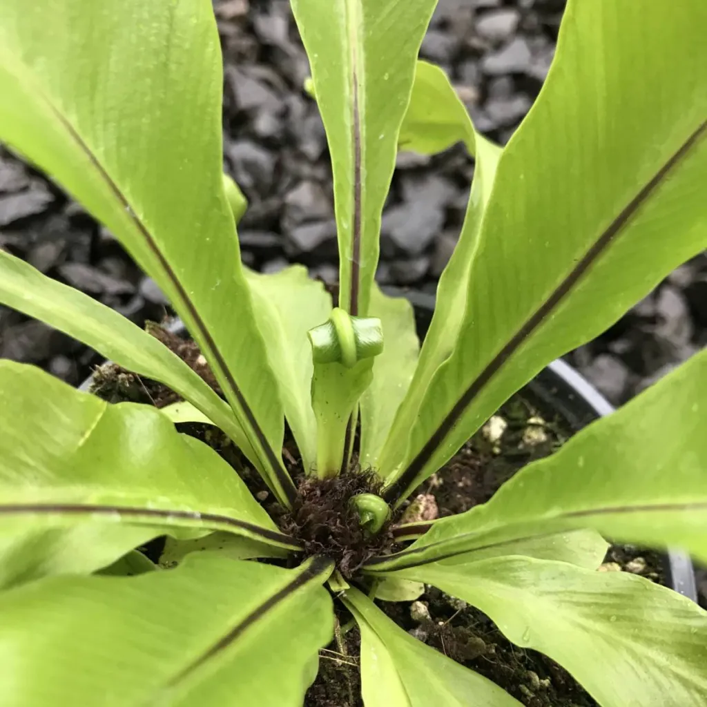 Asplenium nidus fougères plantes d'ombres