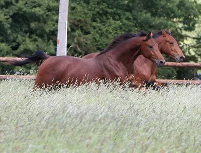 Acquisition de propriétés équestres et ses installations, en Normandie 14