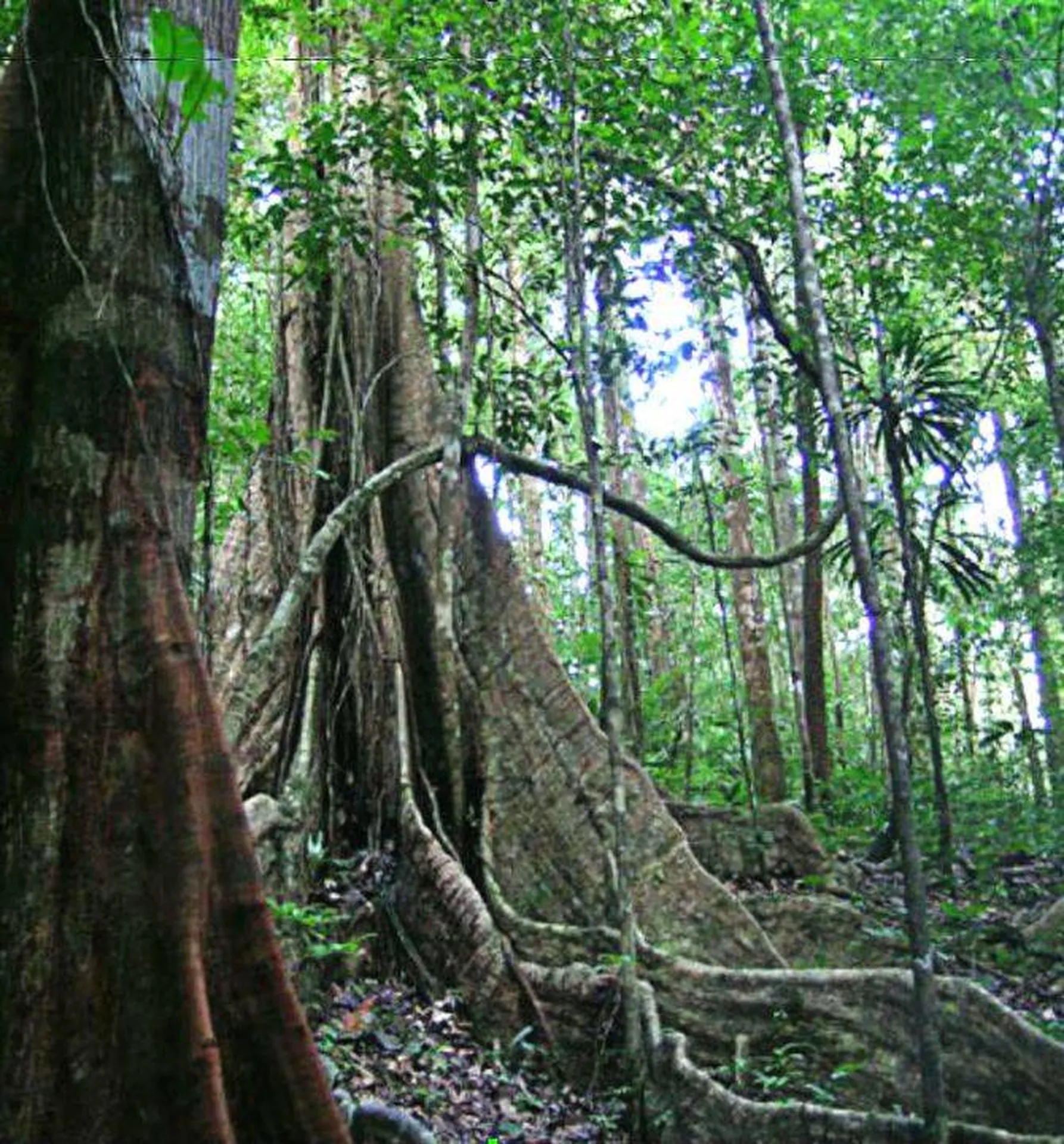 Essence de bois Angélique