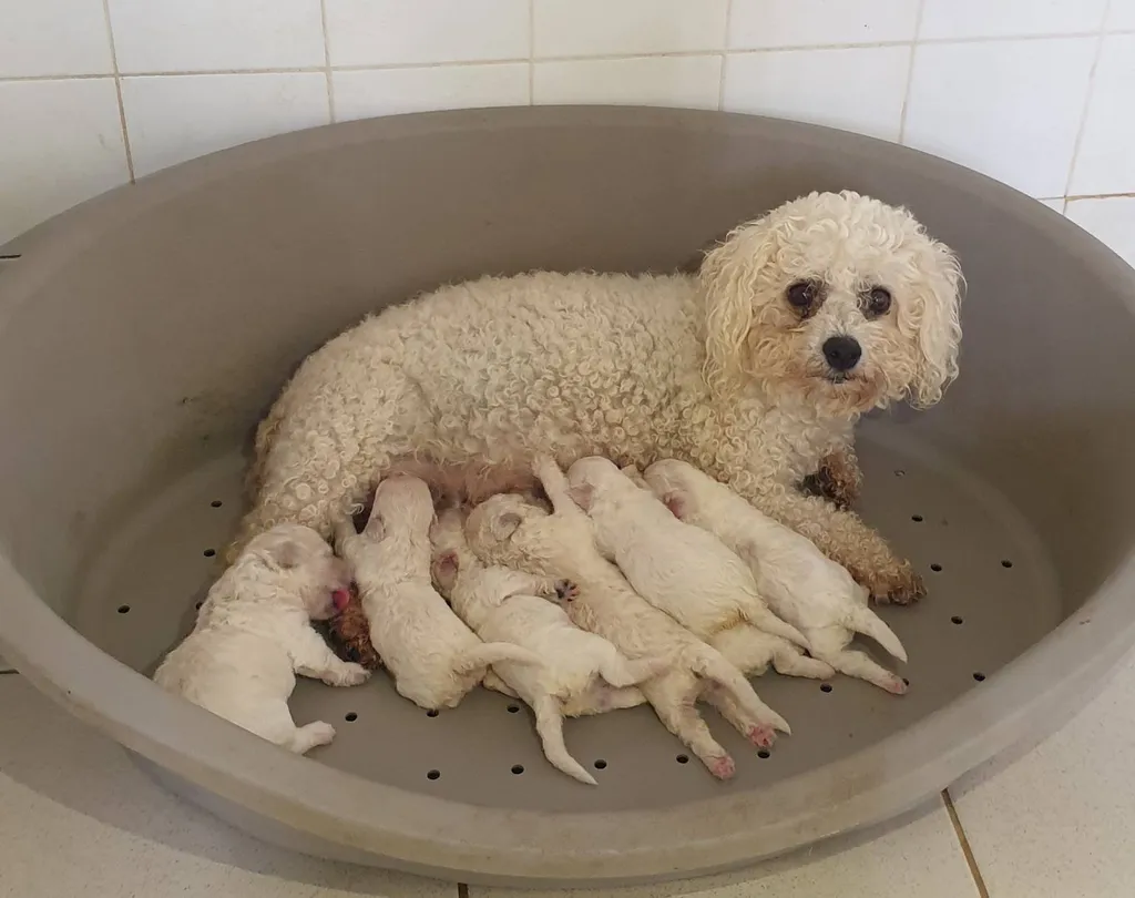 BICHON FRISE LOF AVINON