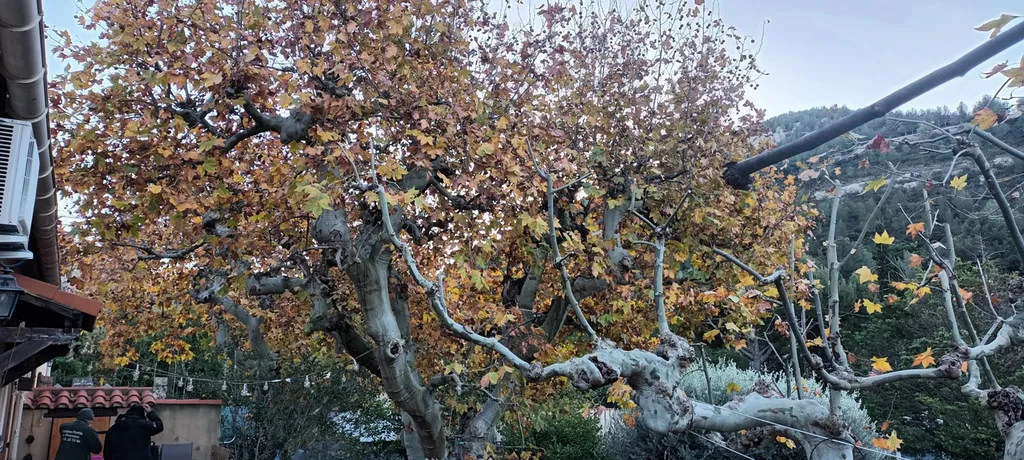 paysagiste débroussaillage  marseille