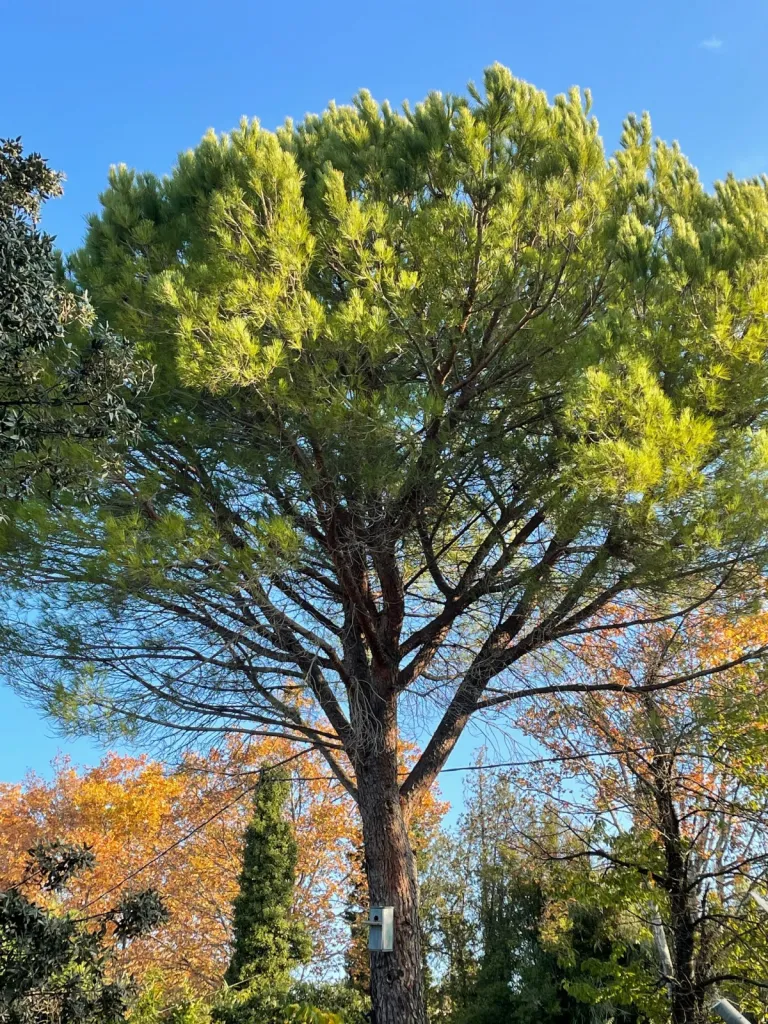 Abattage de pins entre deux maisons dans les Bouches du Rhône