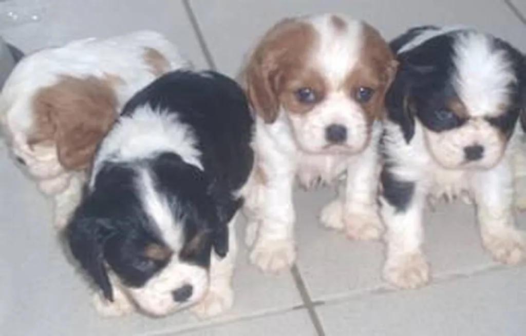 Achat de Chiots Cavalier King Charles L.O.F à Avignon