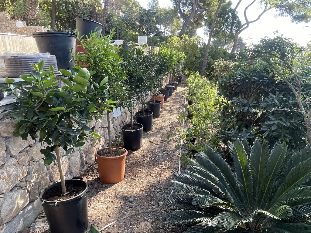 Création d’un jardin méditerranéen avec arrosage automatique à Carqueiranne