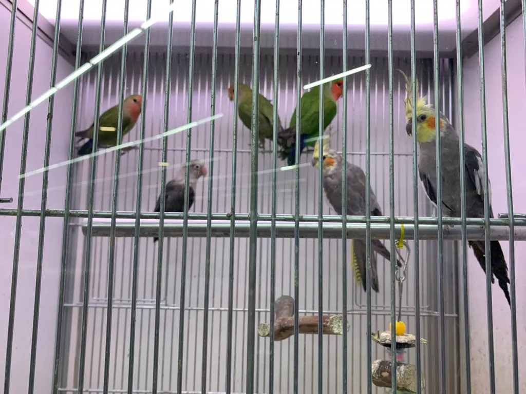 Acheter des oiseaux au Havre