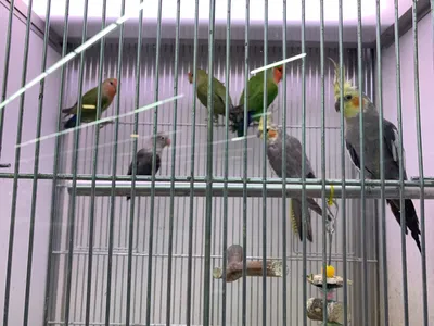 Acheter des oiseaux au Havre