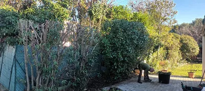 Tailles haie et Oliviers dans le 12ème à Marseille. 