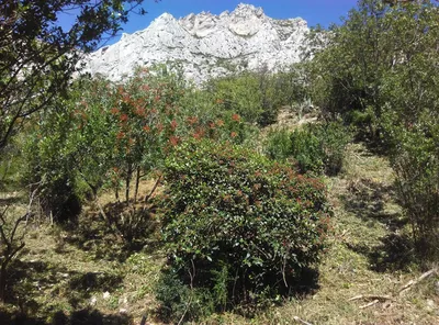débroussaillement marseille calanque