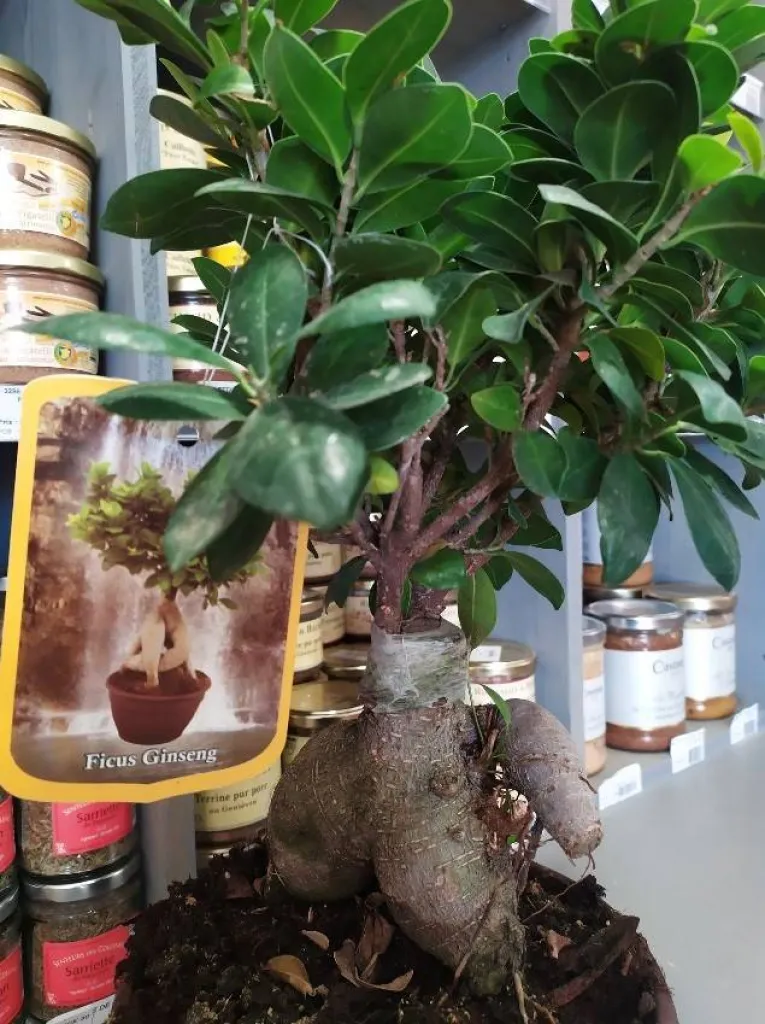 Ficus ginseng entretien  Ficus ginseng entretien