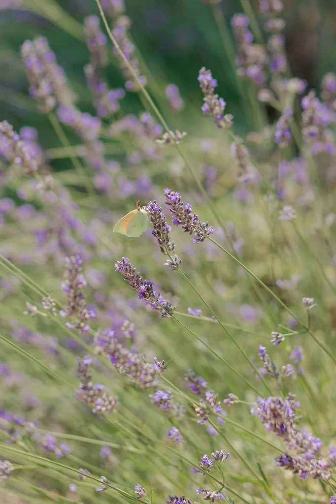 Mariage en provence Alchemia Photos
