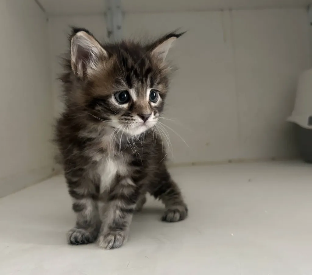 Chatons à réserver – Portée du 16 avril 2026 (1 mâle roux, 4 femelles écaille et crème)