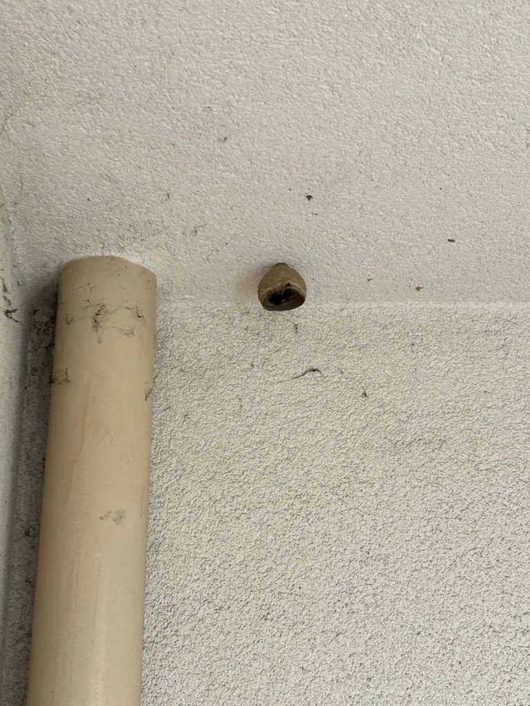 Entreprise Spécialisée en enlèvement de nids de guêpes et frelons à Aix-en-Provence dans les Bouches du Rhône