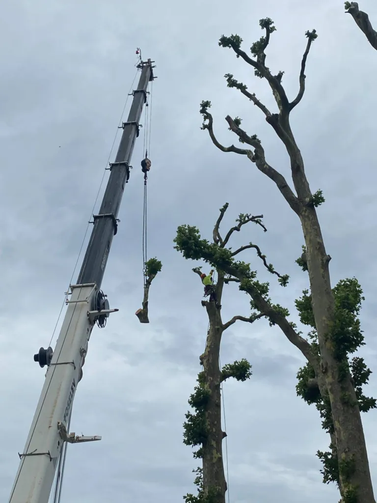 Abattage en démontage d'arbres dangereux à l'aide d'une grue proche de Fécamp 76