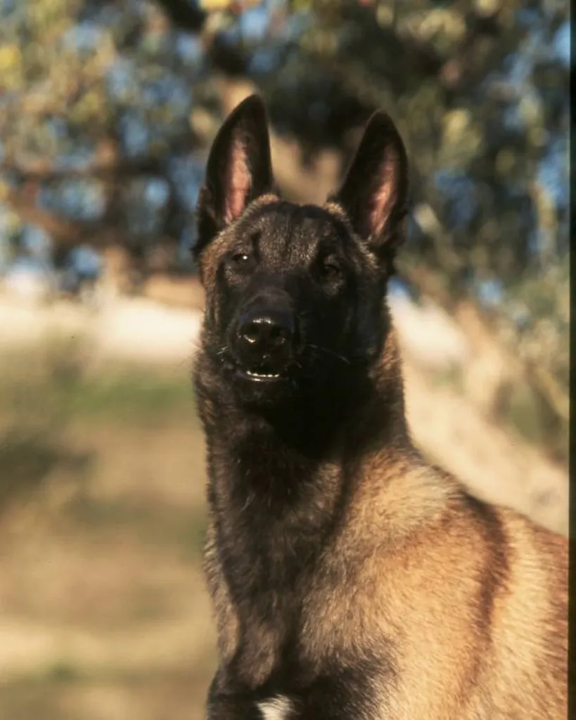 BERGER BELGE MALINOIS lof portée de LANKA et LASCAR