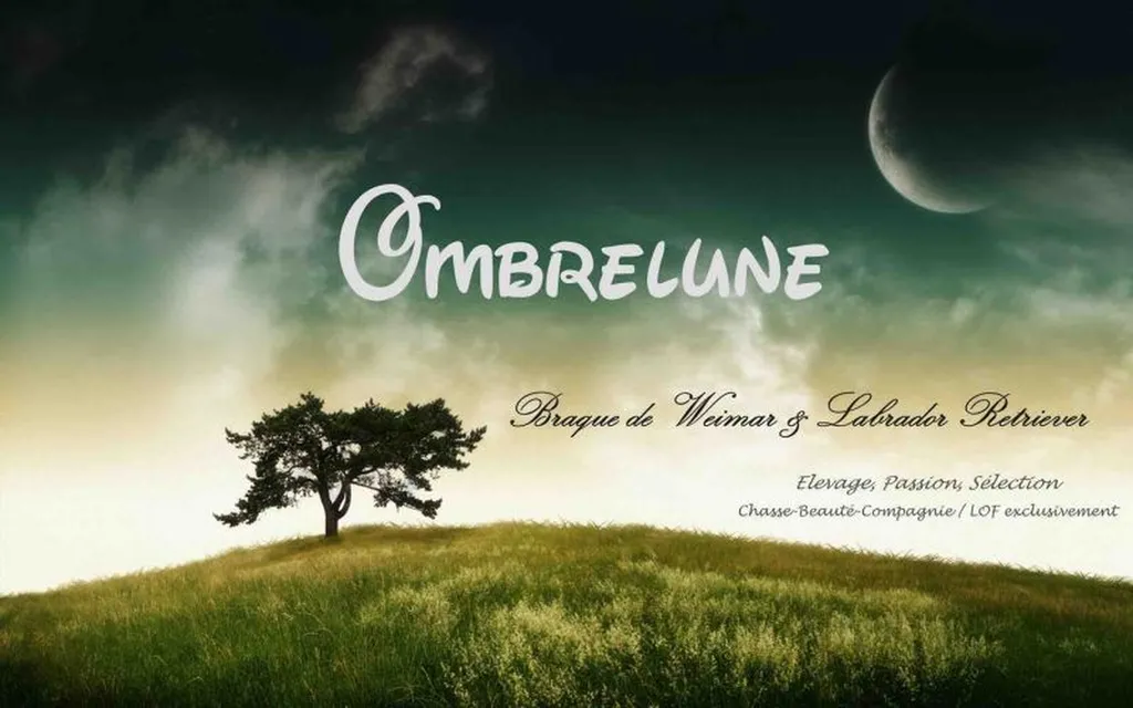 Elevage de Braque de Weimar et Labrador Gironde