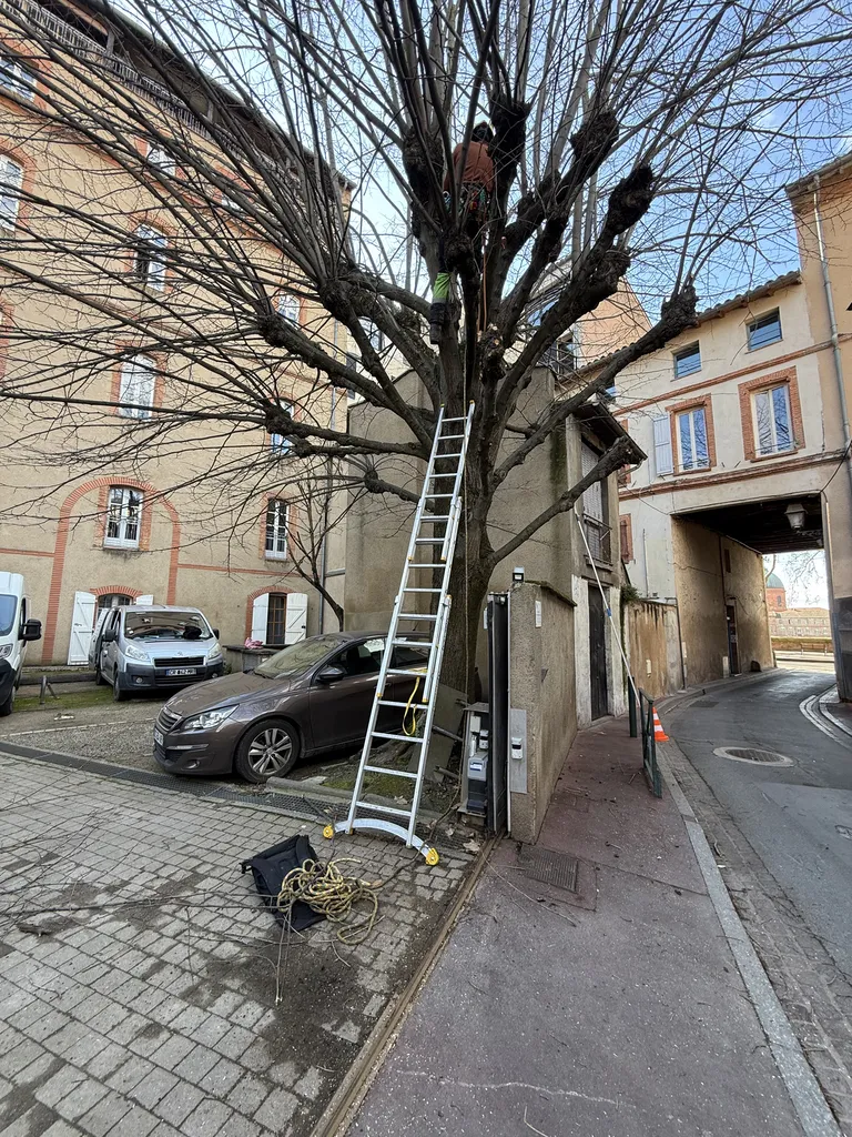 Élagage sévère de tilleul en hyper centre de Toulouse : taille d’arbre sécurisée et entretien espaces verts professionnel