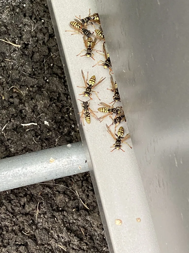 Traitement d’un nid de guêpes dans la clim d’un client particulier à Pertuis dans le Vaucluse (84)