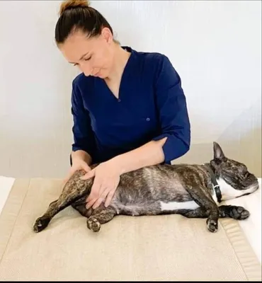 communication animale à rennes