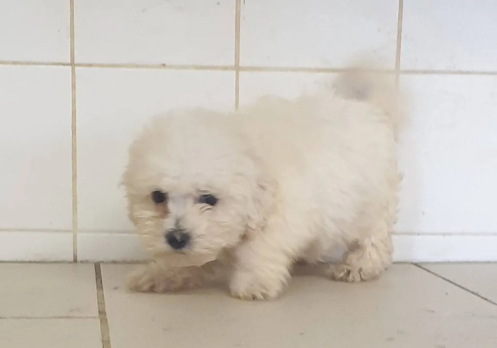 BICHON FRISE MALES ET FEMELLES INSCRIT AU LOF DANS LE VAUCLUSE REGION PACA