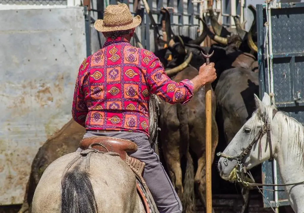 Visite d'une manade Aigues-Mortes En Xavec Safari Camargue